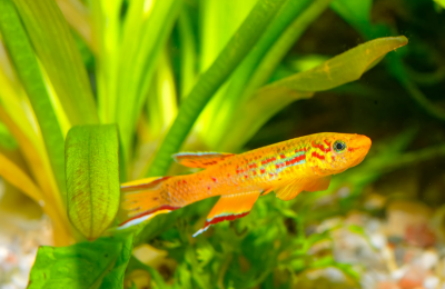 顔を若返らせる